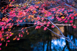 97在线观看功能界面截图